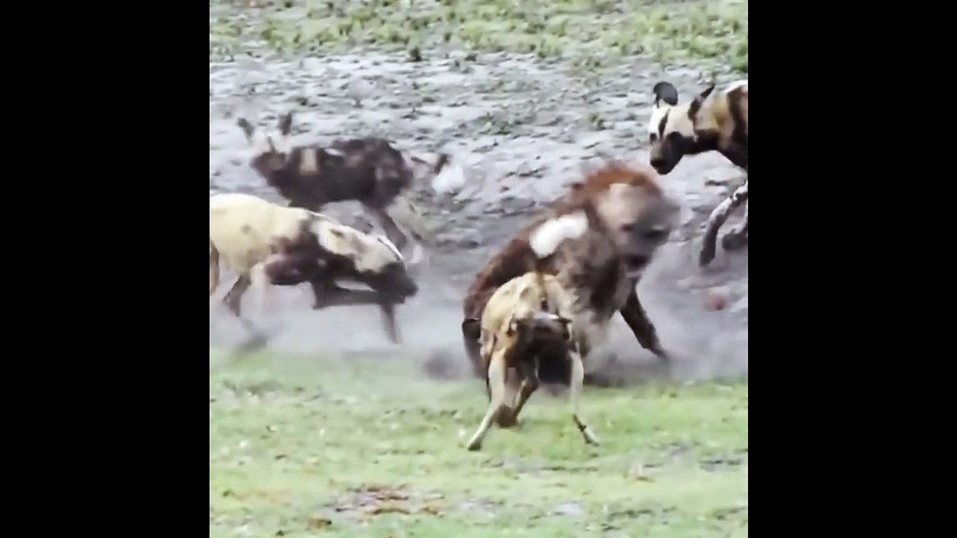 wild dogs attack  hyenas - Wild Dog vs Hyena Real Fight to Death - Most Amazing Wild Animal Attack V