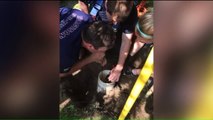 Firefighters Rescue Puppy From Drainage Pipe