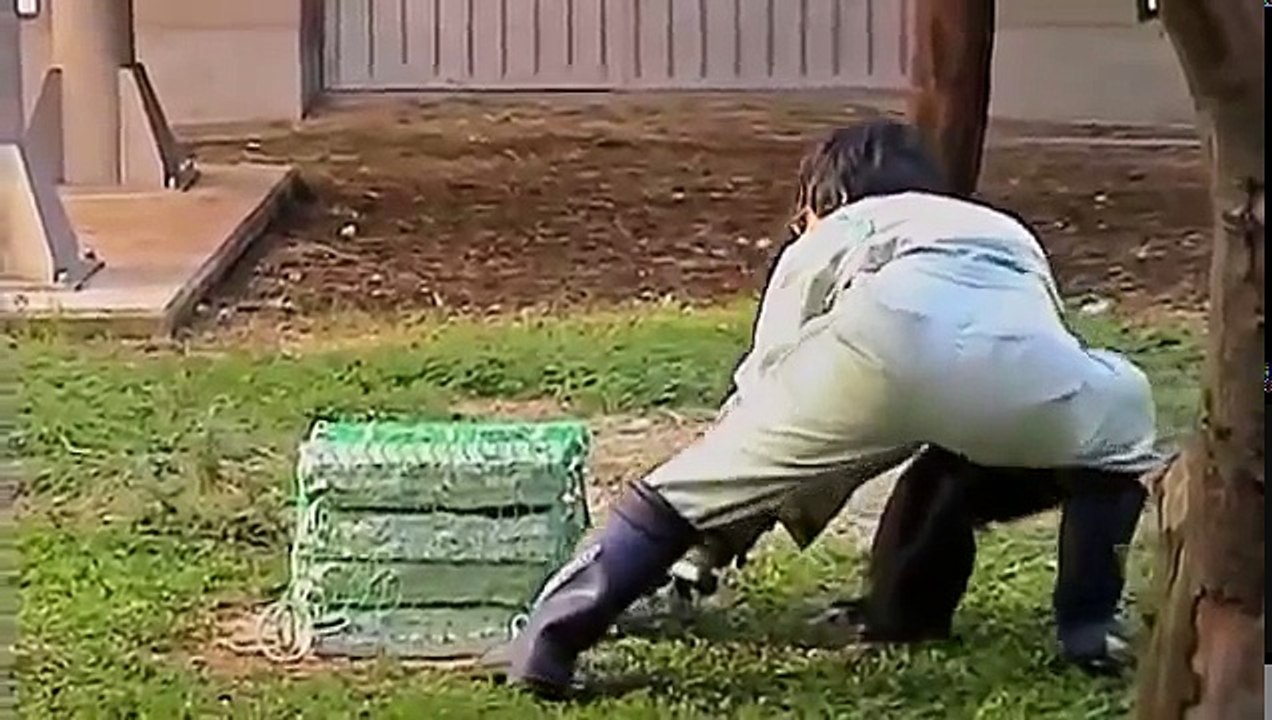 NOVA: APE GENIUS (Discovery Animals Documentary)