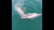 Une baleine crée un magnifique arc-en-ciel