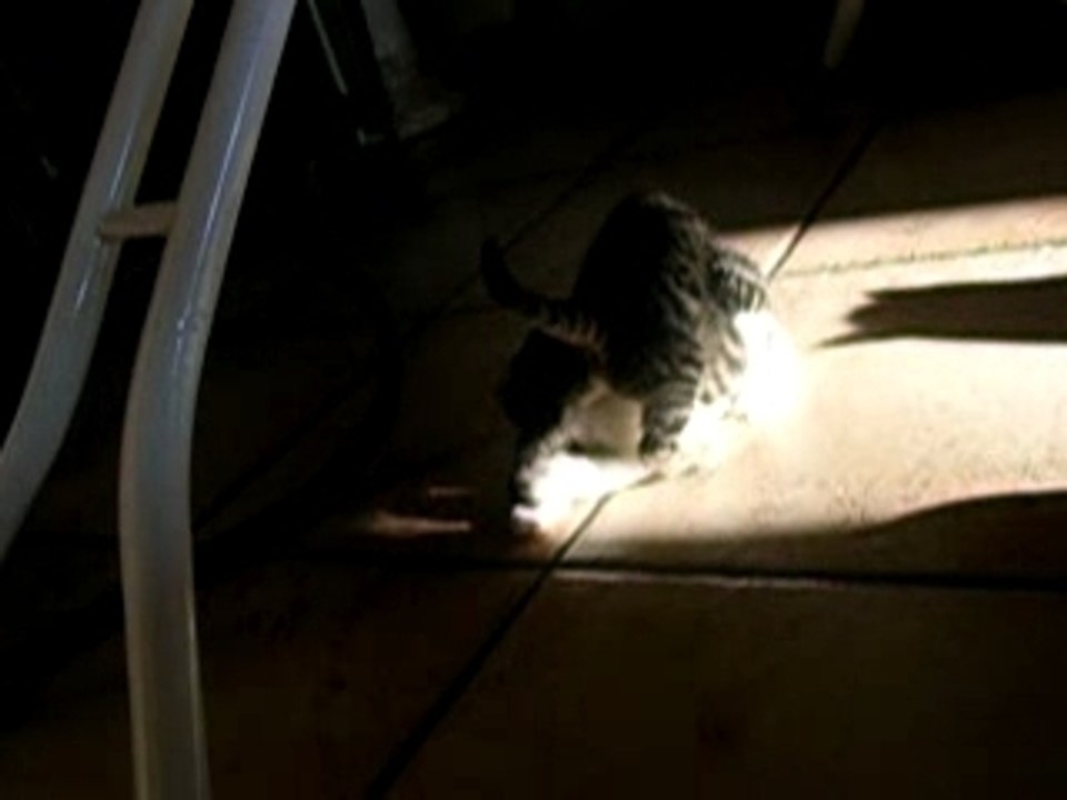 chatons2