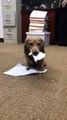 Ce petit chien s'éclate avec de simples feuilles de papier