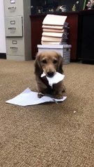 Ce petit chien s'éclate avec de simples feuilles de papier
