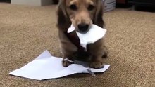 Ce petit chien s'éclate avec de simples feuilles de papier