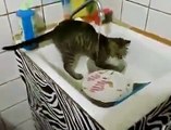 Un chat qui fait la vaisselle... Pratique