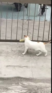 Ce chat ne veut pas lâcher son épis de mais pour rentrer