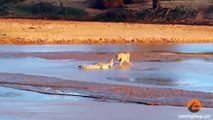 cocodrilo contra león, épica pelea en el río Nilo