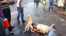 Quand un chien protège son maitre complètement ivre, couché sur le sol