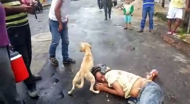 Quand un chien protège son maitre complètement ivre, couché sur le sol