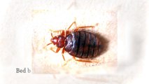 Bed Bug Exterminator Tulsa