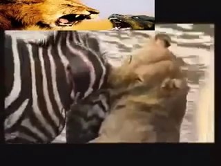 Una cebra ahoga a un león en defensa propia