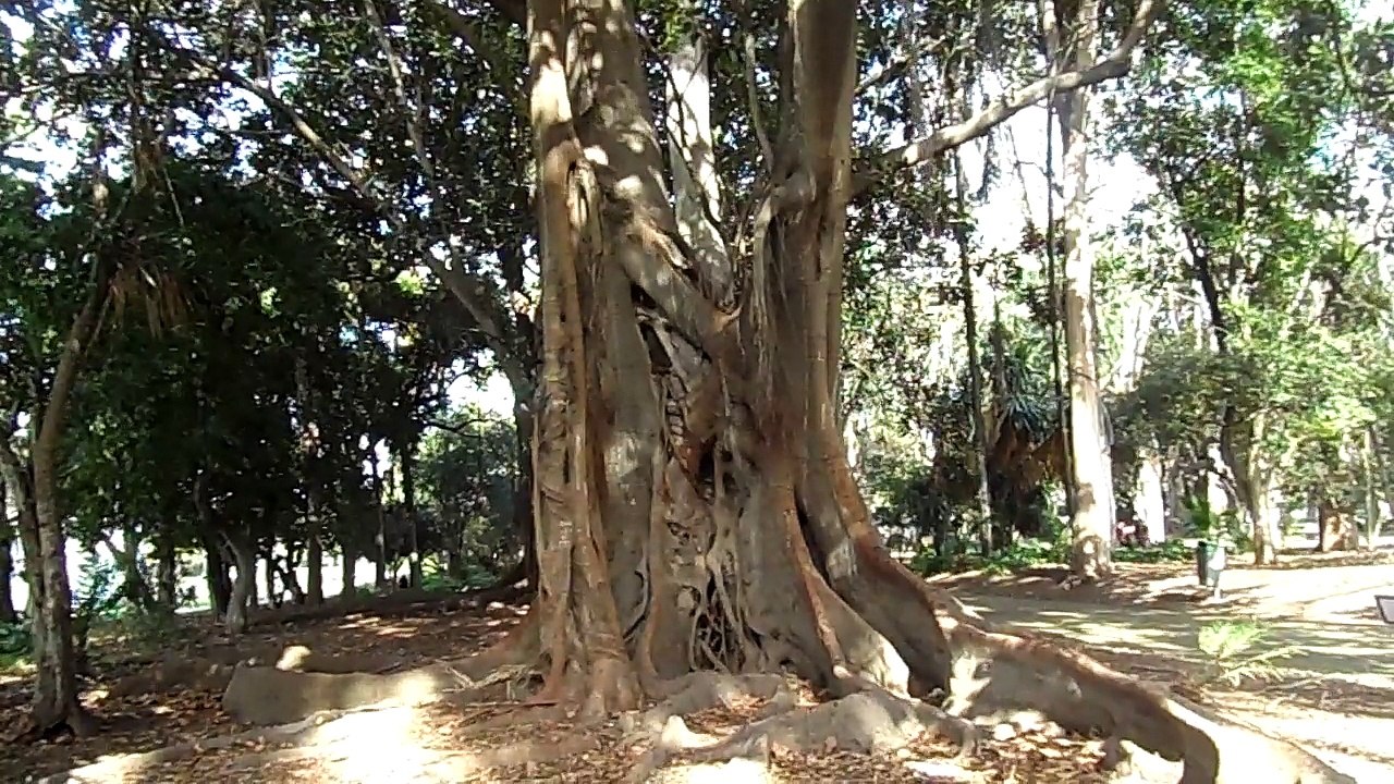 Arbre centenaire.