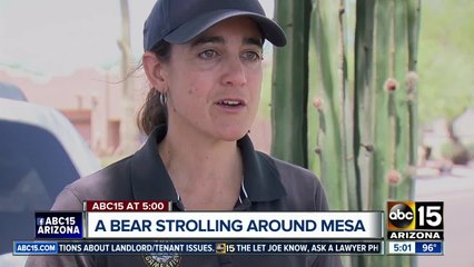 Bear caught on camera strolling around Mesa neighborhood