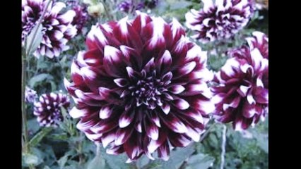 0002-Aniv. Evang. fem_Pequeno