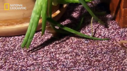 National Geographic Animals - Scorpions Deadly Attack