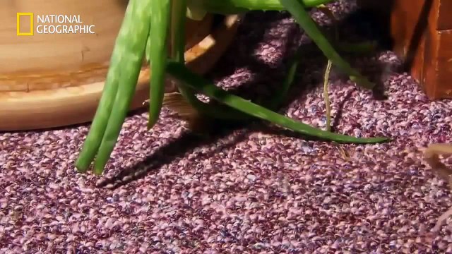 National Geographic Animals - Scorpions Deadly Attack