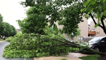 Viral Video Shows Why You Should Not Stand Under A Tree During Thunderstorms