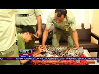 Download Video: Macan Tutul Masuk Permukiman Beginilah Evakuasinya NET24