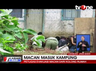 Petugas Evakuasi Macan dari Kolong Rumah Warga
