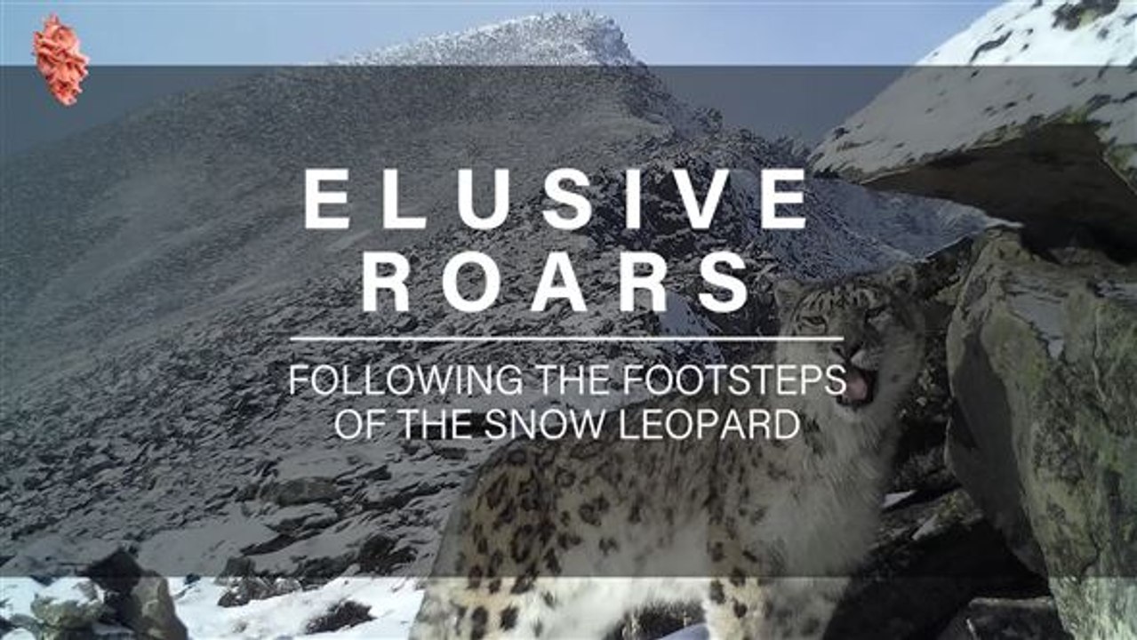 Elusive Roars