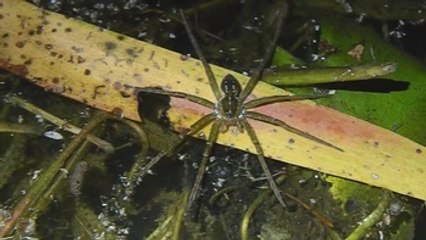 Ponen nombres de actores y surfistas a nuevas arañas acuáticas en Australia