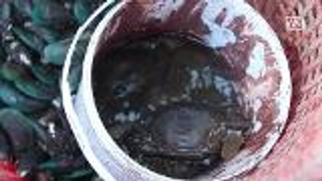 Farmer enjoys stable soft shell crab prices