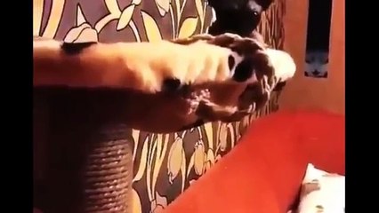 Cutting Nails of a  Cat