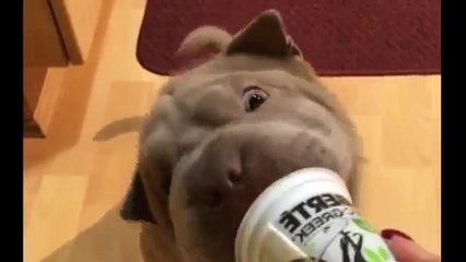 Dog Reacting to a Stuffed Toy !!!