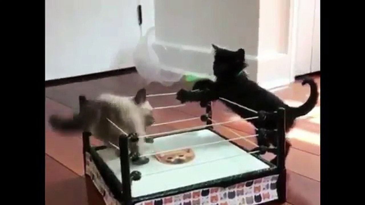 Pampering cats !!!