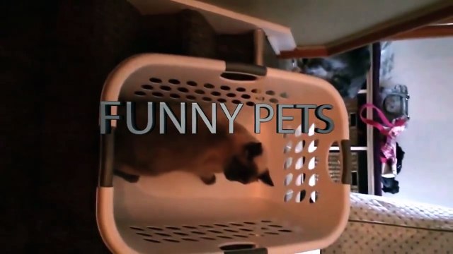 Funny Animals Cute Cats Getting Scared (Part 2) [Funny Pets]