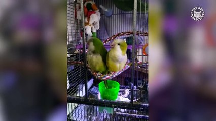 Best Pets of the Week | May 2018 Week 3