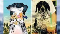Funny Pet Pictures Compilation: Drawing Pet Portraits Inspired By How Their Owners Describe Them
