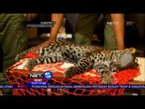 Evakuasi Macan Tutul Yang Masuk Pemukiman Warga -NET5