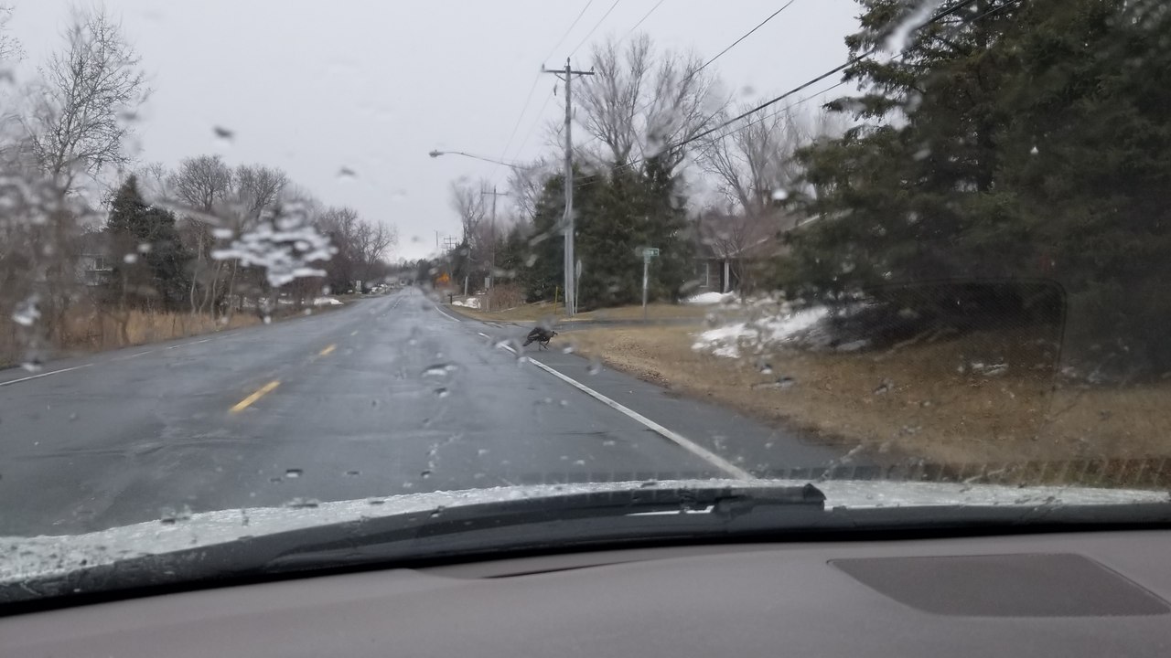 Turkey Sighting - Part 2