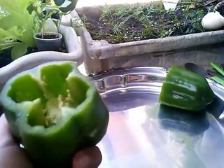 Como plantar pimentão e colher (da semente ate fruto)