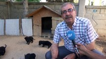 Anneleri kaybolan 10 yavru köpeği marketten aldığı sütle beslemeye çalışıyor- Karaman’da bahçedeki yuvasından aniden ortadan kaybolan golden cinsi anne köpeğin 10 yavrusu ortada kaldı