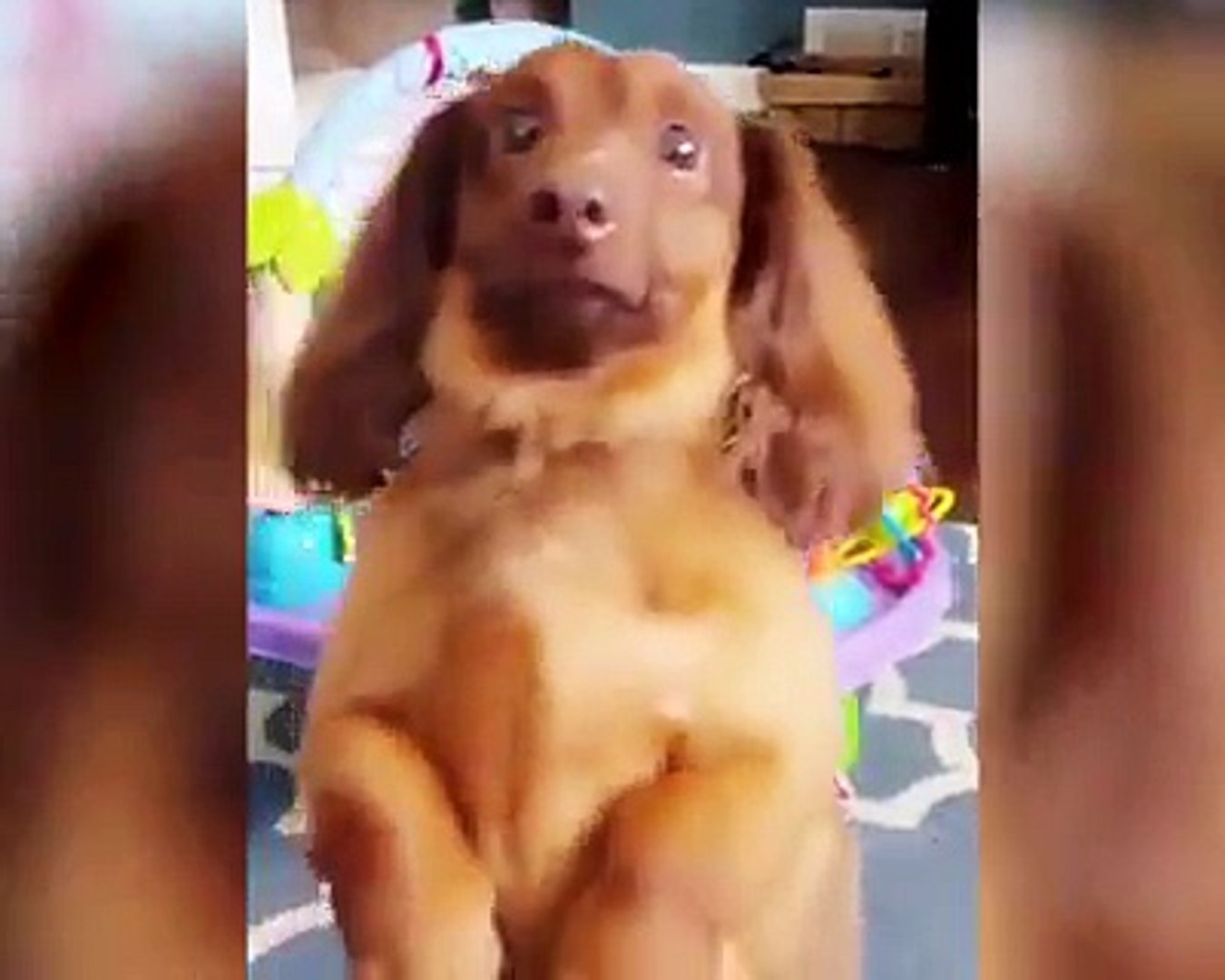 Прикольные животные