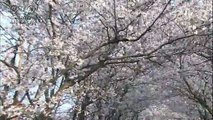 満開のサクラ　どこまでも続く桜並木＠中井川正男
