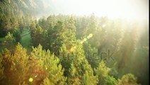中井川正男　stock-footage-aerial-view-flying-over-the-beautiful-sunny-forest-trees-aerial-camera-shot-landscape-panorama