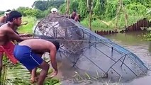 Smart Idea to catch huge numbers of Fish by rural men in india...!!!!