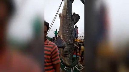 Unbelievable giant Fish caught by fishermen...!!!!