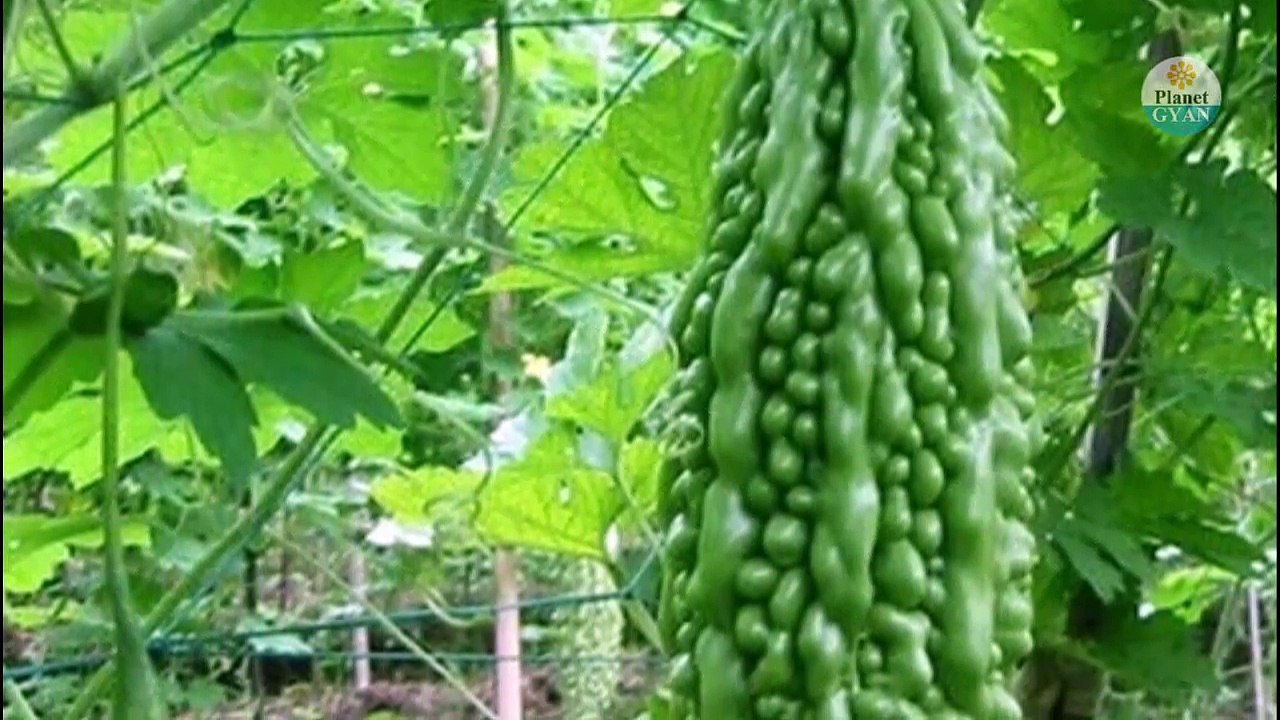 अपने कड़वे टेस्ट की वजह से करेले को अक्सर नापसंद किया जाता रहा हैं, लेकिन अपने पौष्टिक और मेडिकल गुणों की वजह से यह एक दवा की तरह काम करता हैं।