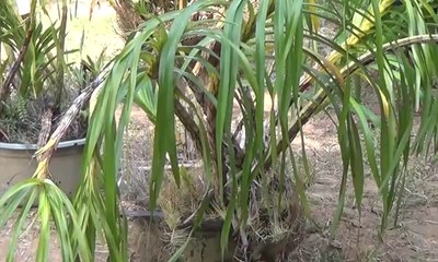 Pasca-kebakaran, Warga Tanam Ulang 1.001 Anggrek Hutan