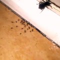 Girl Sprays Spider and Its Babies with Bug Spray
