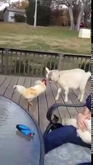 Goat accepts challenge from angry rooster