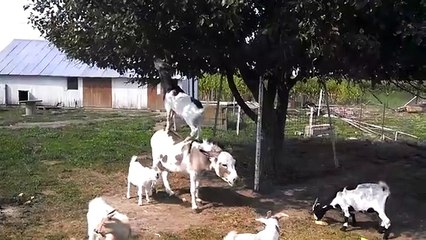 Goat reaches fruit by balancing on a donkey!