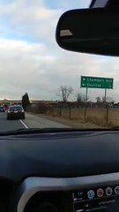 Guy's Reaction to an Overturned Truck Full of Chickens