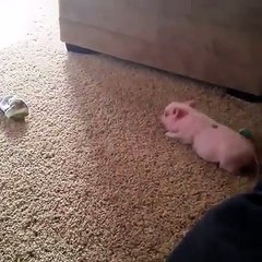 Happiness is this little piggy