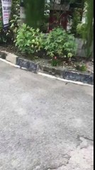 Le chat et l'épi de maïs