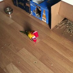 Un oiseau qui a bu trop de café